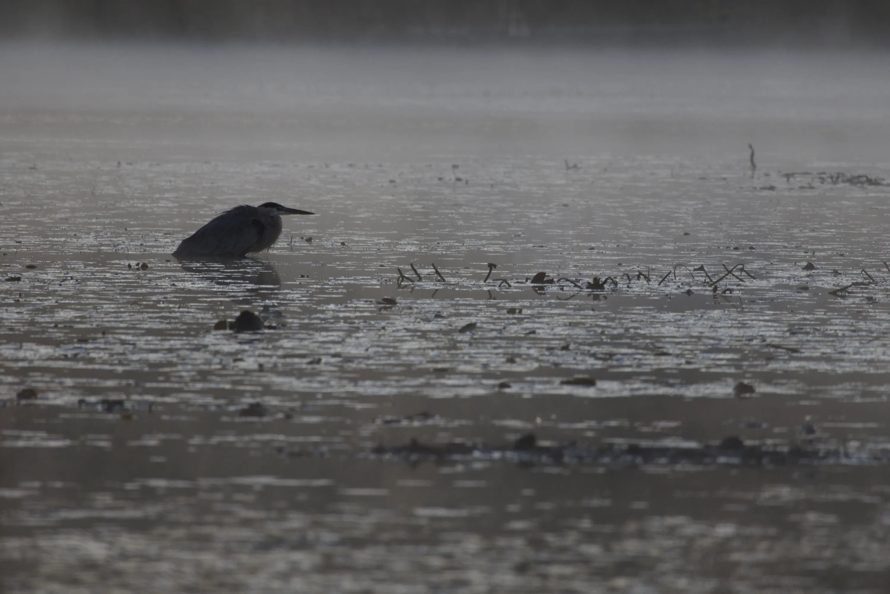 Grand héron de profil, debout dans l'eau grise d'un marais, enveloppé de brume matinale